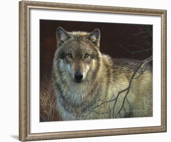 Uninterrupted Stare - Gray Wolf-Joni Johnson-godsy-Framed Art Print