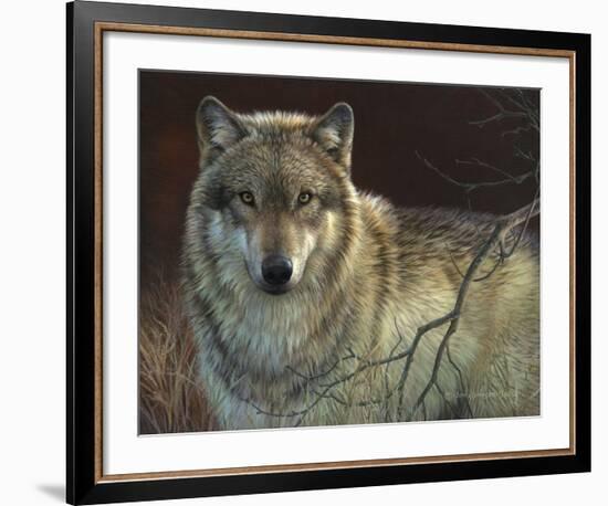 Uninterrupted Stare - Gray Wolf-Joni Johnson-godsy-Framed Art Print