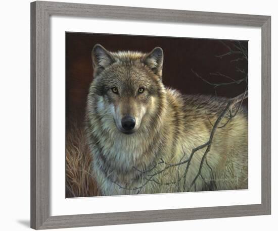 Uninterrupted Stare - Gray Wolf-Joni Johnson-godsy-Framed Art Print