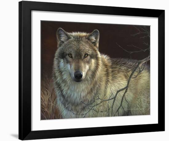 Uninterrupted Stare - Gray Wolf-Joni Johnson-godsy-Framed Art Print