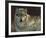 Uninterrupted Stare - Gray Wolf-Joni Johnson-godsy-Framed Art Print