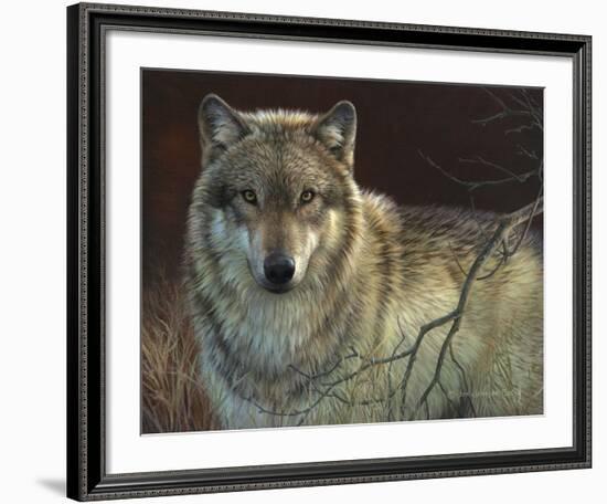 Uninterrupted Stare - Gray Wolf-Joni Johnson-godsy-Framed Art Print