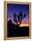 Unique Yucca Tree, Joshua Tree National Park, California, USA-Jerry Ginsberg-Framed Premier Image Canvas