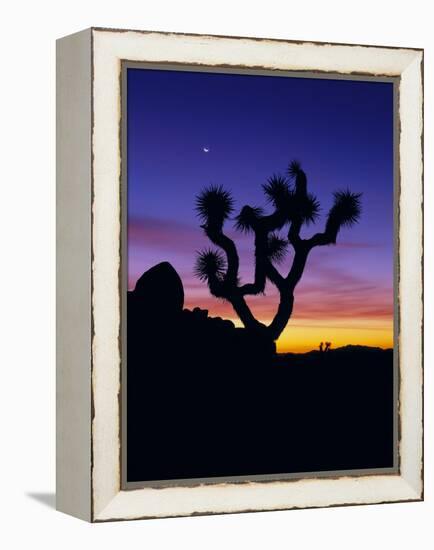 Unique Yucca Tree, Joshua Tree National Park, California, USA-Jerry Ginsberg-Framed Premier Image Canvas