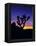 Unique Yucca Tree, Joshua Tree National Park, California, USA-Jerry Ginsberg-Framed Premier Image Canvas