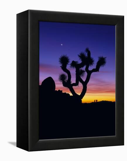 Unique Yucca Tree, Joshua Tree National Park, California, USA-Jerry Ginsberg-Framed Premier Image Canvas