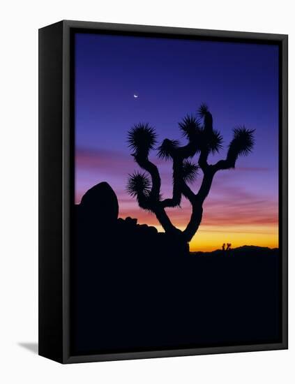 Unique Yucca Tree, Joshua Tree National Park, California, USA-Jerry Ginsberg-Framed Premier Image Canvas