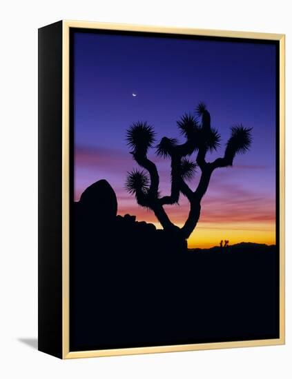 Unique Yucca Tree, Joshua Tree National Park, California, USA-Jerry Ginsberg-Framed Premier Image Canvas