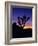 Unique Yucca Tree, Joshua Tree National Park, California, USA-Jerry Ginsberg-Framed Photographic Print