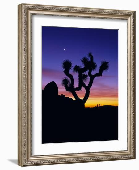 Unique Yucca Tree, Joshua Tree National Park, California, USA-Jerry Ginsberg-Framed Photographic Print