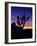 Unique Yucca Tree, Joshua Tree National Park, California, USA-Jerry Ginsberg-Framed Photographic Print