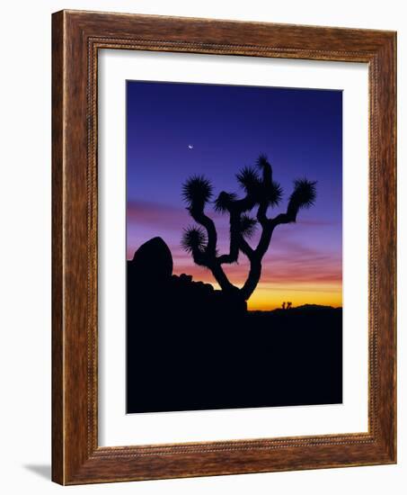 Unique Yucca Tree, Joshua Tree National Park, California, USA-Jerry Ginsberg-Framed Photographic Print