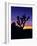 Unique Yucca Tree, Joshua Tree National Park, California, USA-Jerry Ginsberg-Framed Photographic Print