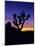 Unique Yucca Tree, Joshua Tree National Park, California, USA-Jerry Ginsberg-Mounted Photographic Print