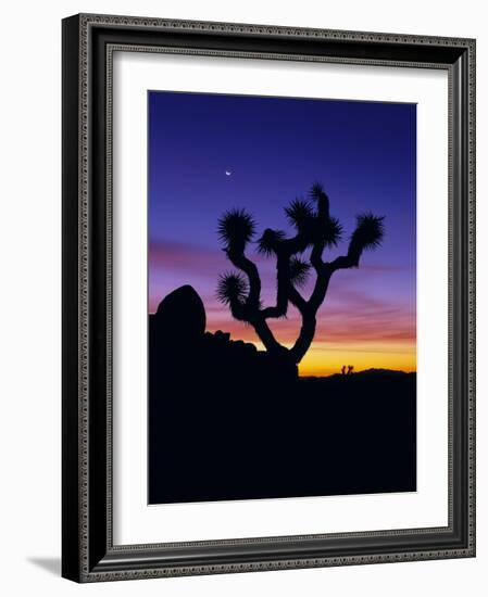 Unique Yucca Tree, Joshua Tree National Park, California, USA-Jerry Ginsberg-Framed Photographic Print