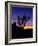 Unique Yucca Tree, Joshua Tree National Park, California, USA-Jerry Ginsberg-Framed Photographic Print