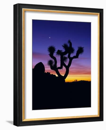 Unique Yucca Tree, Joshua Tree National Park, California, USA-Jerry Ginsberg-Framed Photographic Print