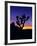 Unique Yucca Tree, Joshua Tree National Park, California, USA-Jerry Ginsberg-Framed Photographic Print