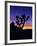 Unique Yucca Tree, Joshua Tree National Park, California, USA-Jerry Ginsberg-Framed Photographic Print