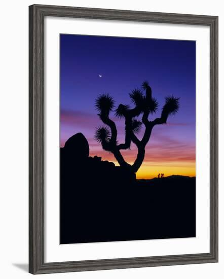 Unique Yucca Tree, Joshua Tree National Park, California, USA-Jerry Ginsberg-Framed Photographic Print