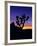 Unique Yucca Tree, Joshua Tree National Park, California, USA-Jerry Ginsberg-Framed Photographic Print