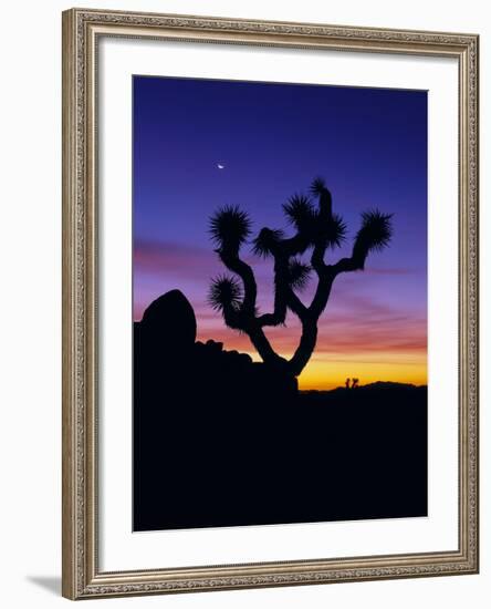 Unique Yucca Tree, Joshua Tree National Park, California, USA-Jerry Ginsberg-Framed Photographic Print