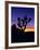 Unique Yucca Tree, Joshua Tree National Park, California, USA-Jerry Ginsberg-Framed Photographic Print