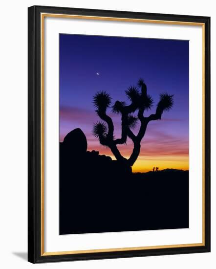 Unique Yucca Tree, Joshua Tree National Park, California, USA-Jerry Ginsberg-Framed Photographic Print