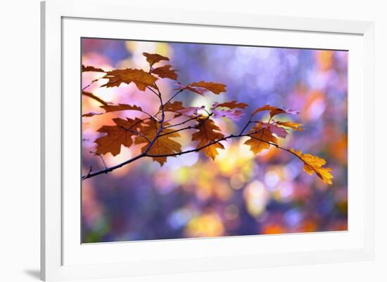 United Colors of Autumn-Roeselien Raimond-Framed Photographic Print