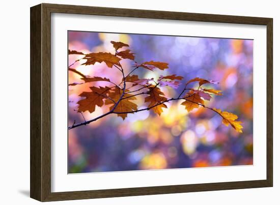 United Colors of Autumn-Roeselien Raimond-Framed Photographic Print