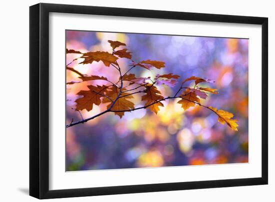 United Colors of Autumn-Roeselien Raimond-Framed Photographic Print