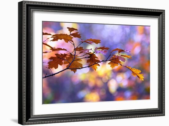 United Colors of Autumn-Roeselien Raimond-Framed Photographic Print