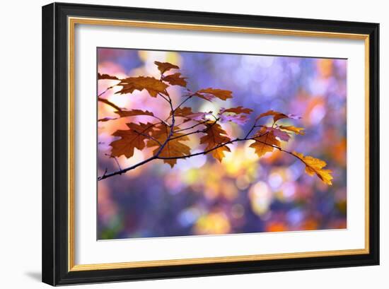 United Colors of Autumn-Roeselien Raimond-Framed Photographic Print