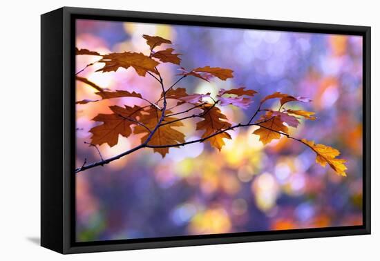 United Colors of Autumn-Roeselien Raimond-Framed Premier Image Canvas
