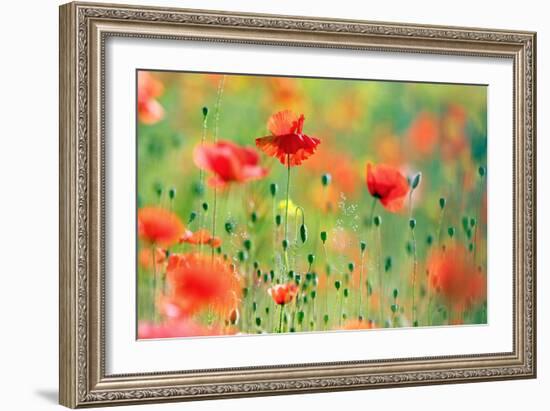 United Colors of Summer-Roeselien Raimond-Framed Photographic Print