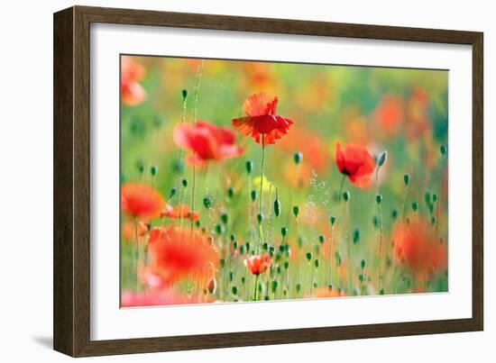 United Colors of Summer-Roeselien Raimond-Framed Photographic Print