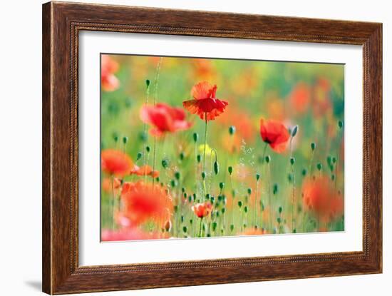 United Colors of Summer-Roeselien Raimond-Framed Photographic Print