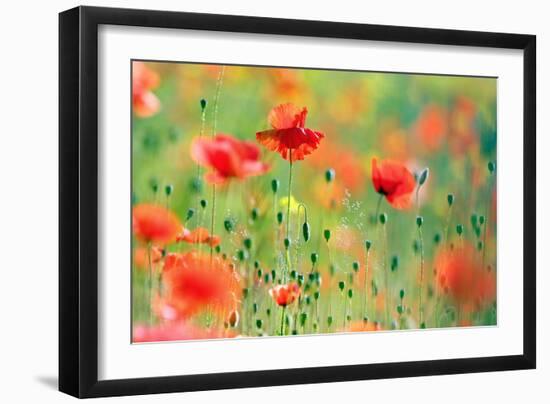 United Colors of Summer-Roeselien Raimond-Framed Photographic Print