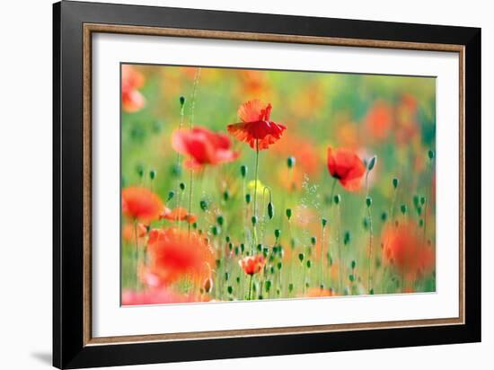 United Colors of Summer-Roeselien Raimond-Framed Photographic Print