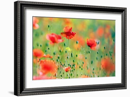 United Colors of Summer-Roeselien Raimond-Framed Photographic Print