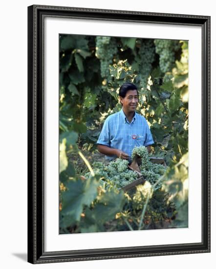 United Farm Workers Leader Cesar Chavez Standing in a Vineyard During the Grape Pickers' Strike-Arthur Schatz-Framed Premium Photographic Print