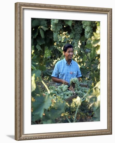 United Farm Workers Leader Cesar Chavez Standing in a Vineyard During the Grape Pickers' Strike-Arthur Schatz-Framed Premium Photographic Print