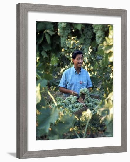 United Farm Workers Leader Cesar Chavez Standing in a Vineyard During the Grape Pickers' Strike-Arthur Schatz-Framed Premium Photographic Print