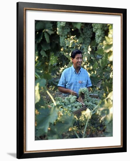 United Farm Workers Leader Cesar Chavez Standing in a Vineyard During the Grape Pickers' Strike-Arthur Schatz-Framed Premium Photographic Print