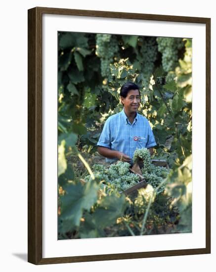 United Farm Workers Leader Cesar Chavez Standing in a Vineyard During the Grape Pickers' Strike-Arthur Schatz-Framed Premium Photographic Print