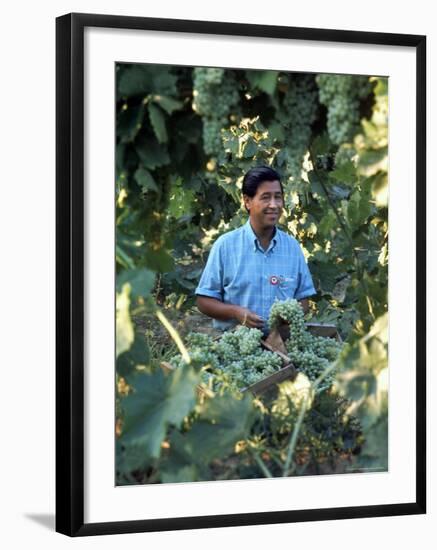 United Farm Workers Leader Cesar Chavez Standing in a Vineyard During the Grape Pickers' Strike-Arthur Schatz-Framed Premium Photographic Print