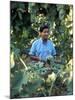 United Farm Workers Leader Cesar Chavez Standing in a Vineyard During the Grape Pickers' Strike-Arthur Schatz-Mounted Premium Photographic Print