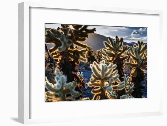 United States, California, Joshua Tree National Park, Cholla Cactus Garden-Jay Goodrich-Framed Photographic Print