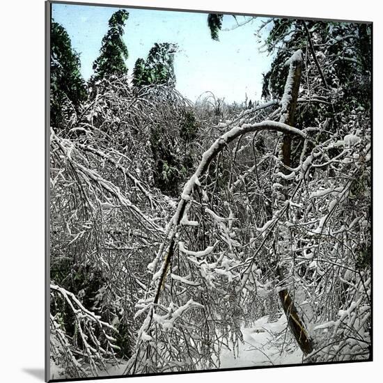 United States, Virgin Forest in the Catskills, Covered in Snow-Leon, Levy et Fils-Mounted Photographic Print