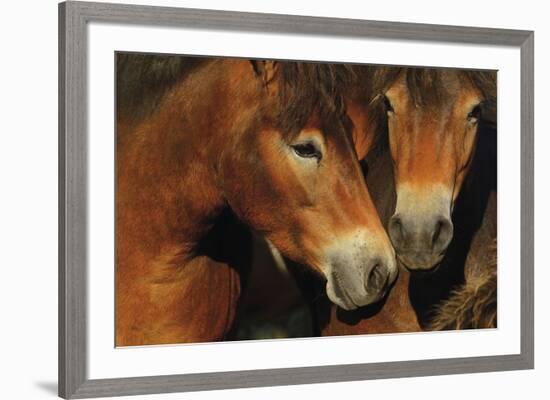 United-Staffan Widstrand-Framed Giclee Print